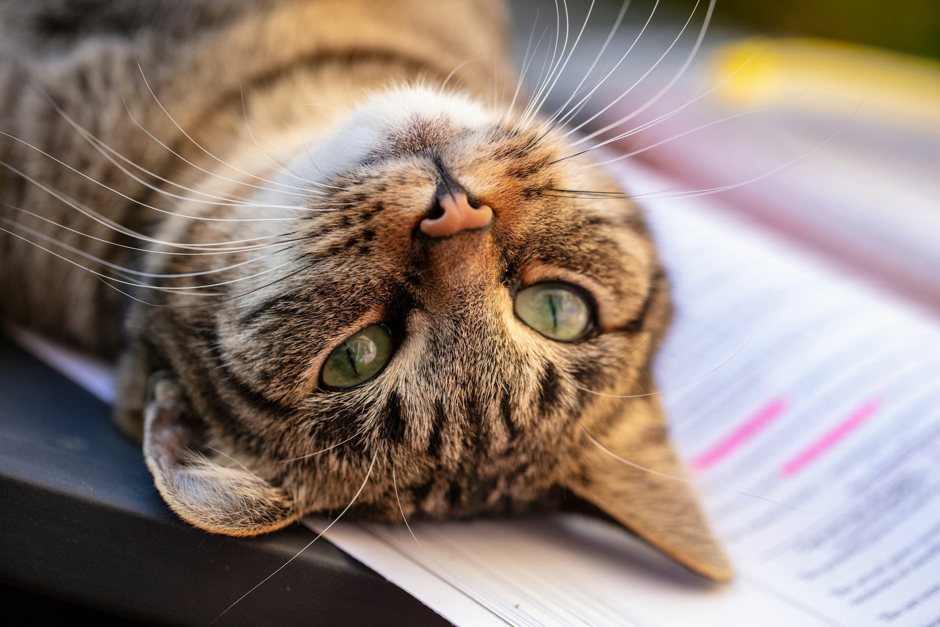 guía completa y consejos para mascotas en cataluña 2026