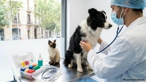 Guía de primeros auxilios veterinarios en Cataluña, botiquín de emergencia y prevención de riesgos locales