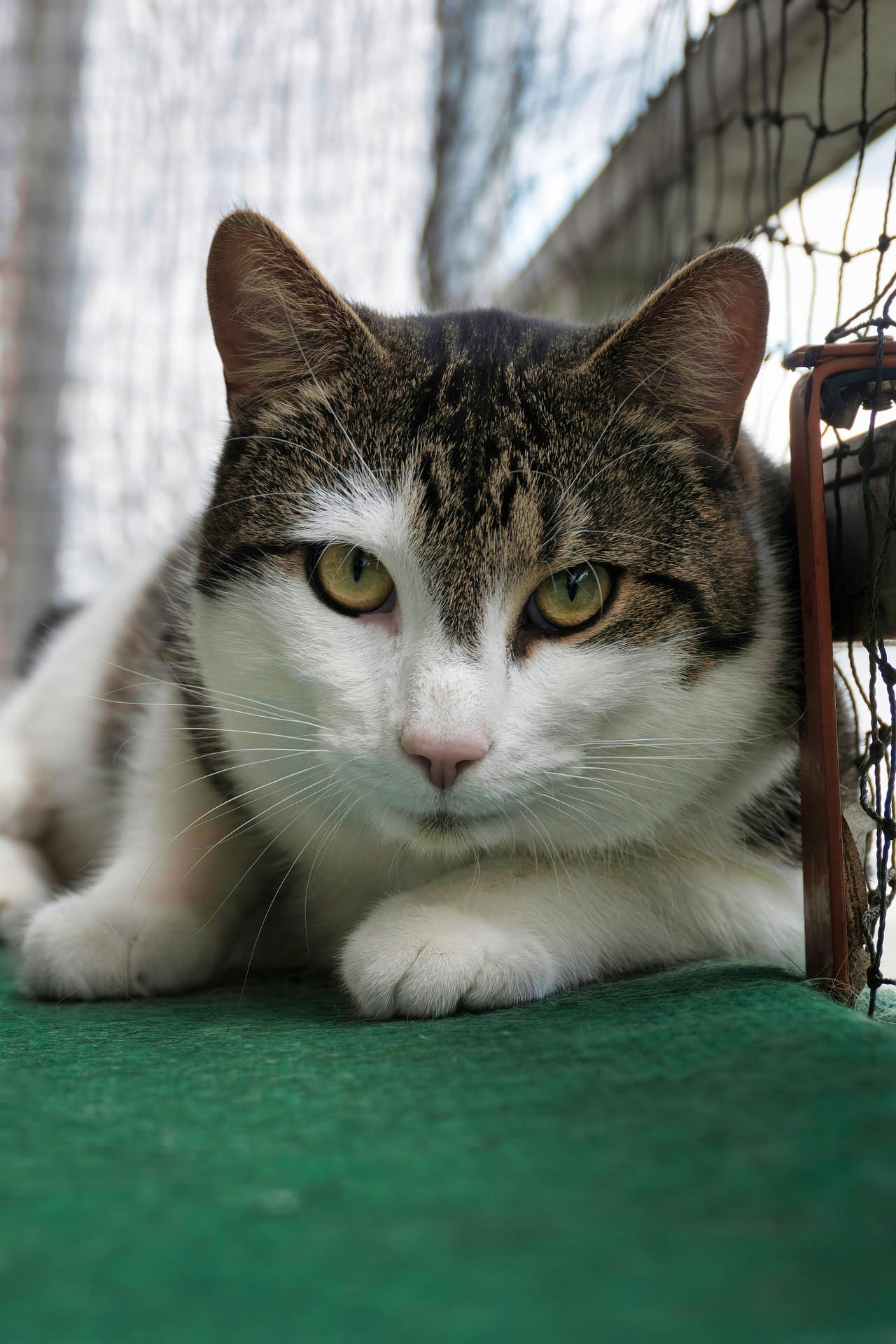 Gato asegurado en casa en Barcelona