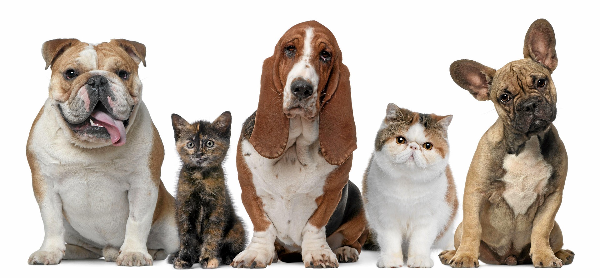 Perro y gato protegidos con seguro para mascotas en Cataluña