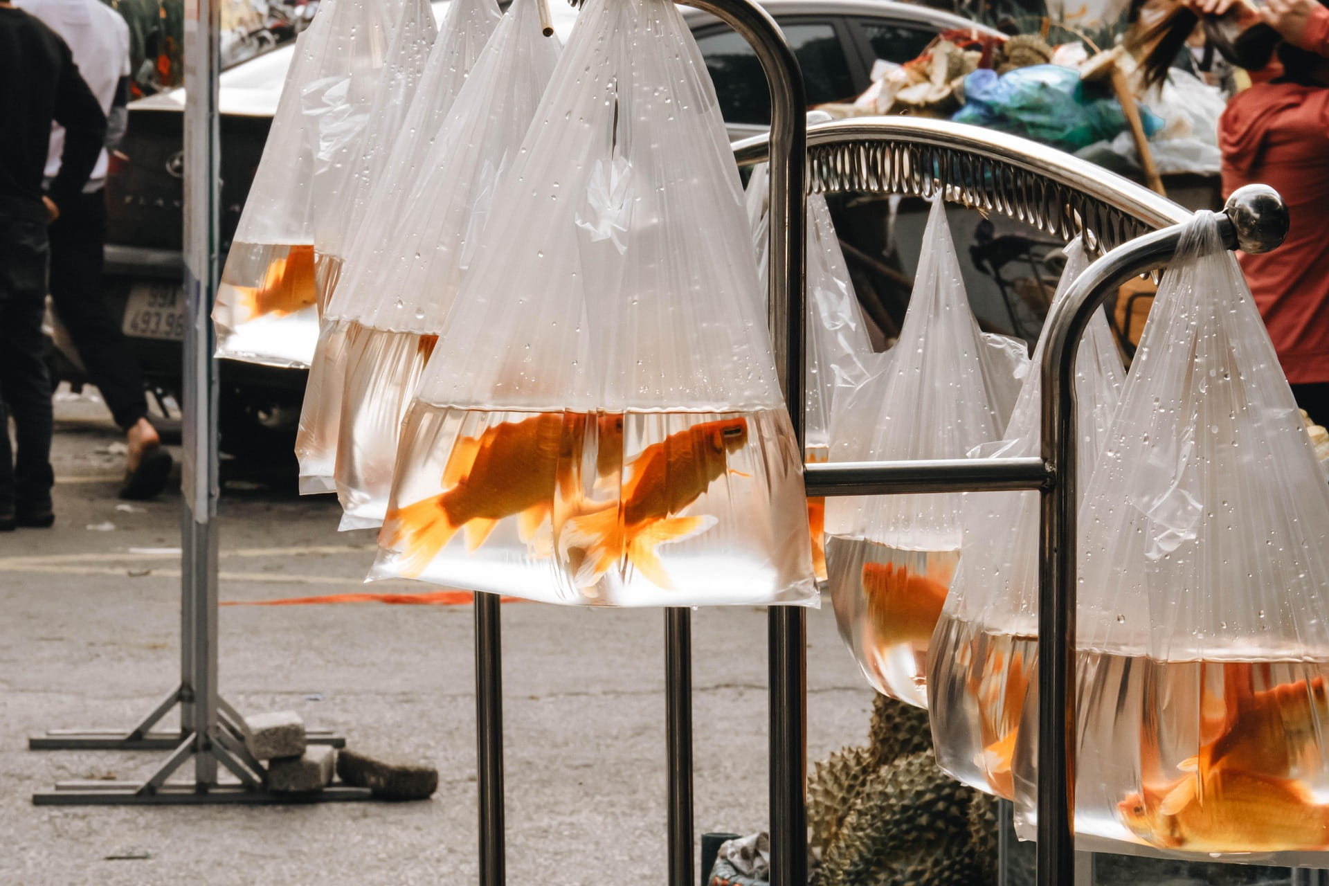 Prohibición de venta de animales en tiendas y por internet
