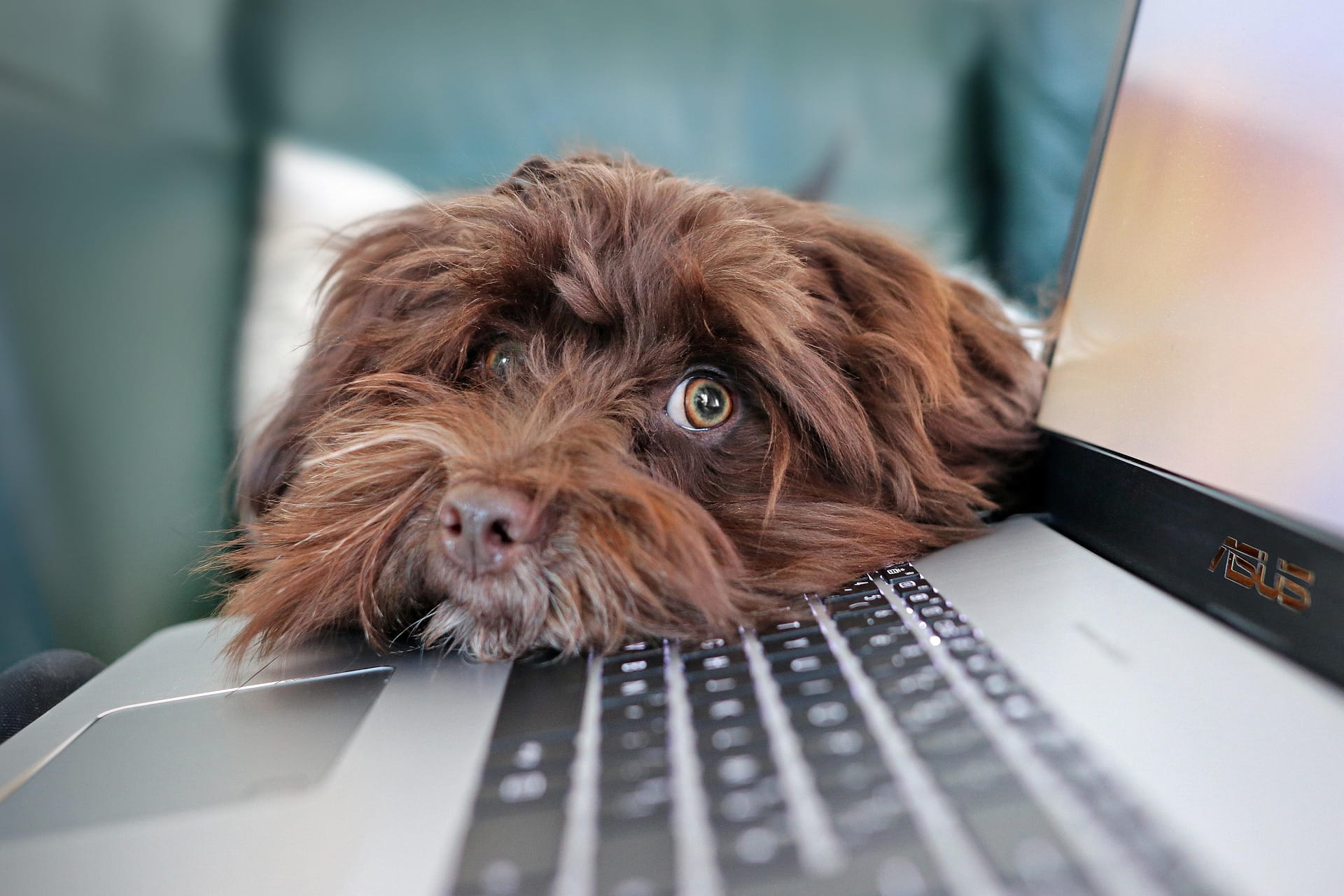 Blog de mascotas en Cataluña sobre finanzas, salud veterinaria y estilo de vida