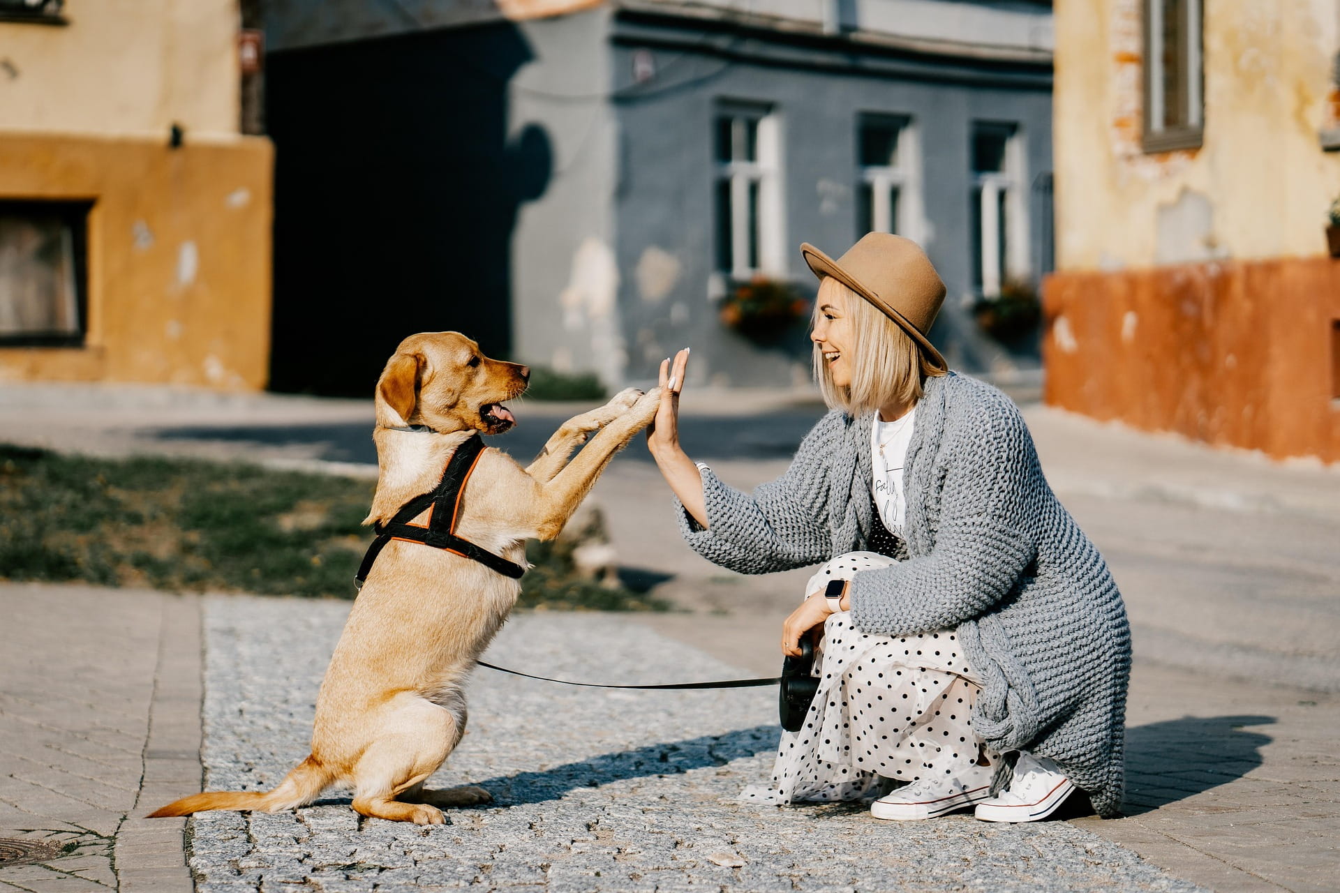 Seguro obligatorio de responsabilidad civil para perros en Cataluña