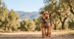 Mejor localizador GPS para perros: comparativa de Tractive, Kippy, PAJ GPS y Weenect